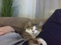 Norato (2)